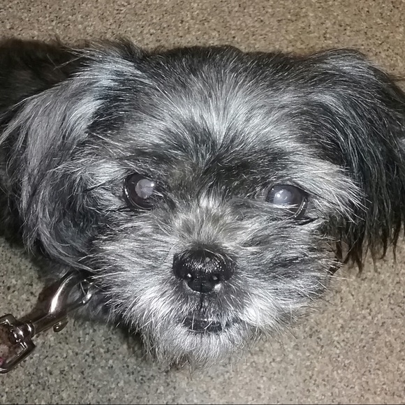 Meet your Posher, Gina - Picture 1 of 1